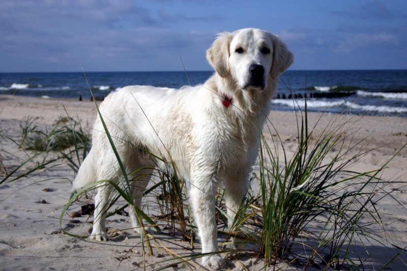 Uwielbiam morze - Lucky